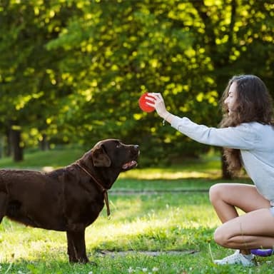Ousiya 3.5” Squeaky Dog Toy Balls (6 Colors) Dog Toys Spikey Dogs Ball for Aggressive Chewers Heavy Duty Teething Large Medium Durable Dogs Balls - Image 4