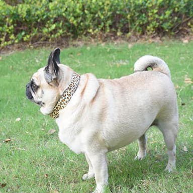 Metal Buckle Dog Collar, Durable Adjustable Dog Collar Soft for Small Medium Large Dogs (L(15-23in), Yellow Leopard) - Image 3