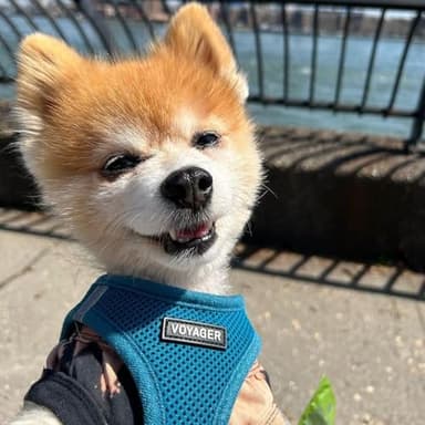 Voyager Step-in Air All Weather Mesh Harness and Reflective Dog 5 ft Leash Combo with Neoprene Handle, for Small, Medium and Large Breed Puppies by Best Pet Supplies - Set (Turquoise), XS - Image 7