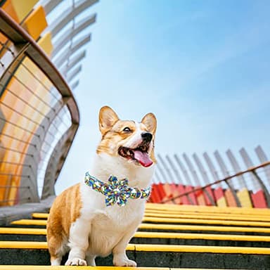 Lionheart glory Rainbow Dog Collar Pride Dog Flower Collar for Female or Male Dogs Collar with Flower Adjustable Flower Collar for Large Dogs Colorful Pet Gift - Image 5