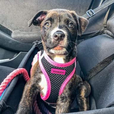 Best Pet Supplies - All Weather Mesh/Plush, Reflective, No Pull Harness for Small, Medium Dogs, Cats - Secure with Hook & Loop Fastener, Buckle, Double D-Rings - Black/Pink Trim, S - Image 7