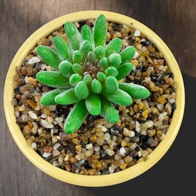 SHIZWU 10LB Coarse Sand,Colored Rocks Pebbles, Quartz Sand for Cactus Bonsai, Succulent Plant Bonsai Paving, Vase Filling Decoration, Natural Sand for Fish Tank Decoration Paving(2-4mm) - Image 7