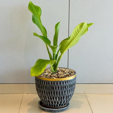 SHIZWU 10LB Coarse Sand,Colored Rocks Pebbles, Quartz Sand for Cactus Bonsai, Succulent Plant Bonsai Paving, Vase Filling Decoration, Natural Sand for Fish Tank Decoration Paving(2-4mm) - Image 6