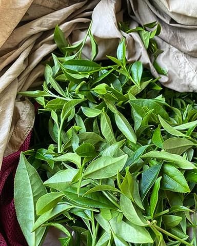 Arroyo Kitchen by Little Jasmine, Non-GMO Rose Oolong Tea Bag, 4 Gr of Premium Taiwanese Whole Tea Leaves and Flowers per Bag, PLA Tea Bag, Brew Hot or Cold - Image 3