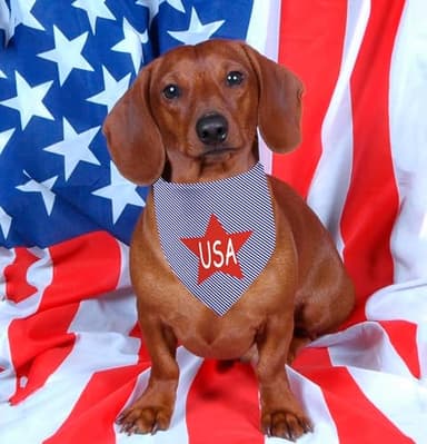 USA Dog Bandanas 1 Pack, Red Stars&Blue Stripes Print Scarfs for Boy and Girl, Summer Pet Scarves for Independence Day Bandanas Bulk for Small Medium Large Dogs (Red Star, One Size) - Image 4