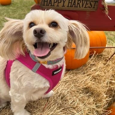 Voyager Step-in Air All Weather Mesh Harness and Reflective Dog 5 ft Leash Combo with Neoprene Handle, for Small, Medium and Large Breed Puppies by Best Pet Supplies - Set (Fuchsia), S - Image 7