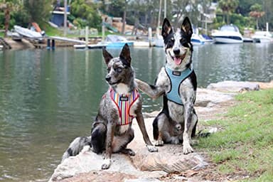 DOOG - All Weather 'Neoflex" Dog Harness, Flexible Neoprene Breathable Mesh Padding Light Wetsuit Material Water Friendly Draws Moisture Away Fir Skin Easy Fit Small, Medium, Large, XL Soft Comfortable 2 Point Adjustable Leash Training Run Walk Swim - Image 4