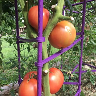 NO Splicing - 5ft Tall Tomato Cage 6-Pack Large Tomato Stakes Garden Plant Stakes Climbing Suports, 40 Clips and Plant Ties Include, Purple - Image 3