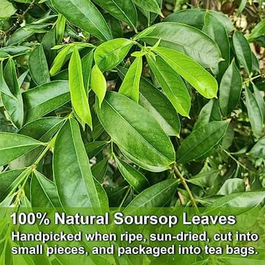 FullChea - Soursop Leaves Tea Bags, 40 Teabags - Premium Soursop Graviola Leaves - Hojas De Guanabana Tea - Non-GMO - Caffeine-free - Improve Digestion, Support Healthy Skin & Sleep - Image 3