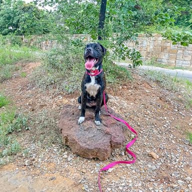 Voyager Reflective Dog Leash with Neoprene Handle, 5ft Long, Supports Small, Medium, and Large Breed Puppies, Cute and Heavy Duty for Walking, Running, and Training - Fuchsia (Leash), S - Image 4