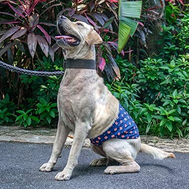 CuteBone Belly Wrap Male Dog Washable Puppy Diapers Reusable Doggie Diapers Medium 3pcs a Pack DM02M - Image 7