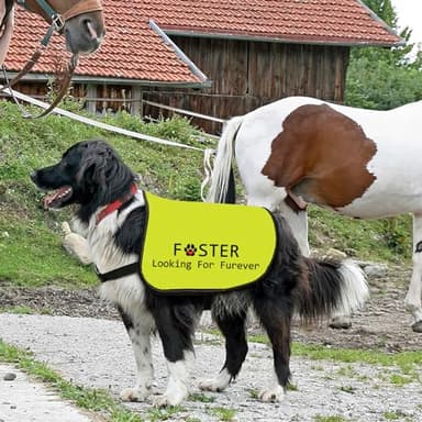 Foster Dog Jacket Vest Looking for Furever Dog Harness Dog Adoption Slogan Vest (Looking for Furever-Medium) - Image 6
