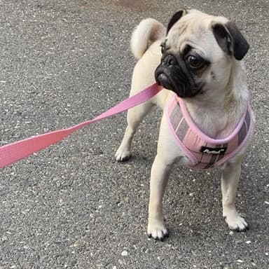 PUPTECK Soft Mesh Dog Harness and Leash Set Pet Puppy Cat Comfort Padded Vest No Pull Harnesses, Light Pink, S - Image 6