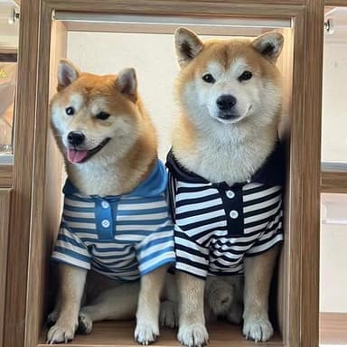 Cute Dog Clothes Striped Dog Polo Shirts Cute Sweater Puppy Clothes Gentle Sweater Pet Clothes for Small Medium Large Dogs Cats (Black Stripe, XXL Size for 30-40lb Pets) - Image 4