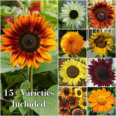 Seed Needs Sunflower Seeds to Plant The Original Crazy Blend | 500+ Heirloom Seeds 15+ Varieties Open Pollinated & Untreated | Resealable Bulk Package Multicolored Blooms Flower Seed - Image 3