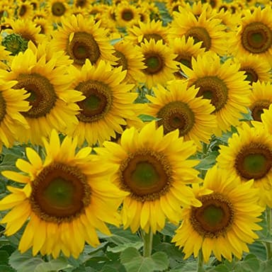 Babo Botanicals Super Shield SPF 50 Stick Sunscreen - 70% Organic Ingredients - Natural Zinc Oxide - For all ages - NSF & MADE SAFE Certified - EWG Verified - Water Resistant - Fragrance-Free - Image 10