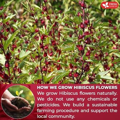 FreshDrinkUS, Premium 140 Hibiscus Flowers Tea Bags, 100% Natural, Handmade & Pure from Hibiscus Flowers. No Sugar/Caffeine/Gluten, Vegan. Tart & Refreshing, Hot or Ice Tea, Great For All Seasons - Image 5