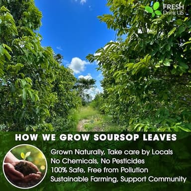 40 Premium Soursop Graviola Leaf Tea Bags, 100% Natural and Pure from Soursop Leaves, Handmade, Made With Natural Materials-Corn Fiber Tea Bag, Sugar/Caffeine/Gluten Free, Hoja Guanabana Tea - Image 6