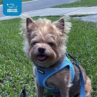 Best Pet Supplies Voyager Step-in Air Harness - All Weather Mesh, Reflective, No Pull Harness for Dogs, Cats - Secure with Hook & Loop Fastener, Buckle, Double D-Rings - Baby Blue, M - Image 9