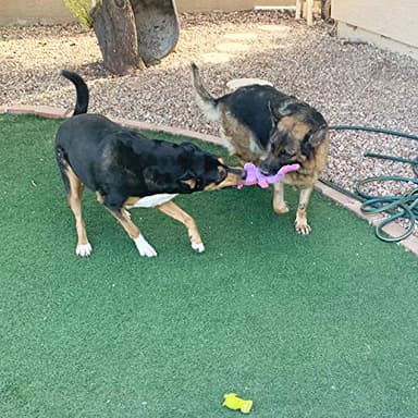 Jalousie Plush Toys Assortment Value Bundle Puppy Pet Mutt Squeak Toy for Medium Large Dogs (5 Pack Corduroy) - Image 5