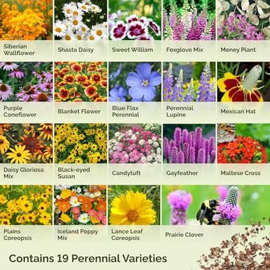 Eden Brothers All Perennial Wildflower Mixed Seeds for Planting, 1/4 lb, 120,000+ Seeds with Lupine, Shasta Daisy | Attracts Pollinators, Plant in Spring or Fall, Zones 3, 4, 5, 6, 7, 8, 9, 10 - Image 4
