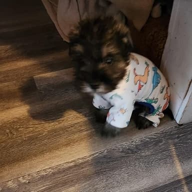 Dino Puppy Pajamas Dog Jumpsuit Dog Clothes, Cotton Pet Pajamas for Small Dogs Cats Kitten Soft Material Small Dogs Dog Onesie Dog Sweater Puppy Pjs Chihuahua Yorkie Onesie (Dino Pajamas, Medium) - Image 5