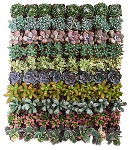 Shop Succulents Assorted Succulent Plant Pack Collection - Live Mini Succulent Plants, Low Maintenance, Mixture of Colors & Textures - Wedding and Party Favors, Gift & Garden, Pack of 32 - Image 1
