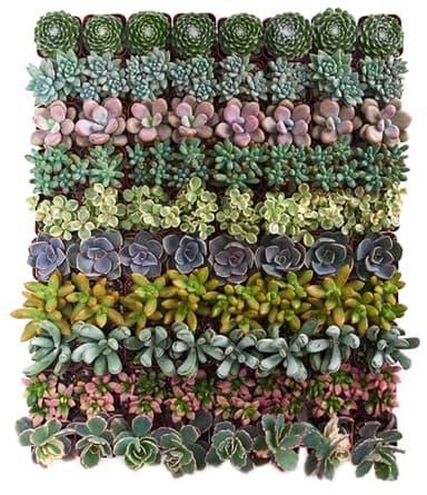 Shop Succulents Assorted Succulent Plant Pack Collection - Live Mini Succulent Plants, Low Maintenance, Mixture of Colors & Textures - Wedding and Party Favors, Gift & Garden, Pack of 32 - Image 1