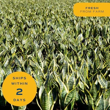 Costa Farms Live Snake Plant, Sansevieria, Easy Care House Plant in Modern Decor Pot, Houseplant in Potting Soil Mix, Succulent Plant Gift for Housewarming, Office and Home Decor, 2-3 Feet Tall - Image 7