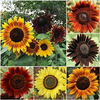 Seed Needs Sunflower Seeds to Plant Sunset Blend 7 Varieties Mix | 750+ Seeds Helianthus Annuus Heirloom Open Pollinated Bulk Flower Seed | Multicolored Sun Flowers Garden Favorite - Image 2