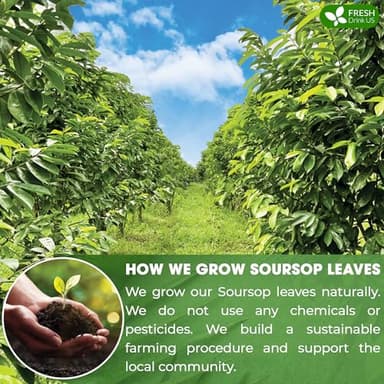 FreshDrinkUS, 75+ Premium Soursop Graviola Dried Leaves Tea, Natural Whole Leaves, Wildcrafted, Hoja De Guanabana, Soursop/Guanabana/Graviola Tea, No Sugar/Gluten/Caffeine/Non GMO, Vegan - Image 5