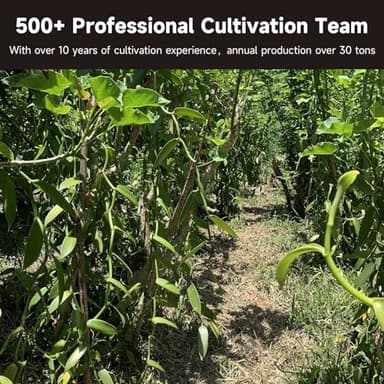 SPICEEL Madagascar Vanilla Beans Grade A Vanilla Pods for Making Vanilla Extract, Whole 5" - 7" Vanilla Beans for Baking, 10 Counts - Image 10