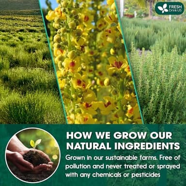 FreshDrinkUS StrongerLungs 20 Tea Bags - Mullein Leaf, Ginseng, Elderberry, Ginger & Thyme - Supports Lung Cleanse, Congestion Relief & Mucus Detox - Caffeine-Free & All-Natural - Image 4