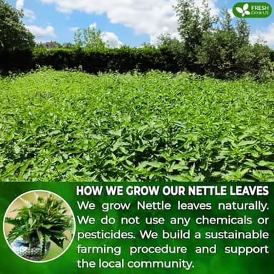 FreshDrinkUS, Premium 135 Nettle Leaf Tea Bags, 100% Natural & Pure, Stinging Nettle Leaf Tea, Nettle Leaf Tea, Burn Nettle, Stinging Nettle, Nettle Tea, Stinger Tea, No Sugar/ Caffeine & Gluten, Vegan - Image 5