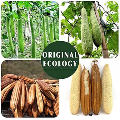 Natural Loofah Sponge Exfoliating Body Scrubber (3 Pack),Made with Eco-Friendly and Biodegradable Shower Luffa Sponge, Loofah for Women and Men, Beige - Image 5