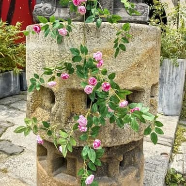 Shyshining 6FT Bendable Pink Rose Flower Garland, Artificial Silk Wild Roses Vine Leaves Hanging Flowers for Wall Fireplace Fence Trellis Wedding Baby Shower Room Home Spring Summer Decor(1PC) - Image 4