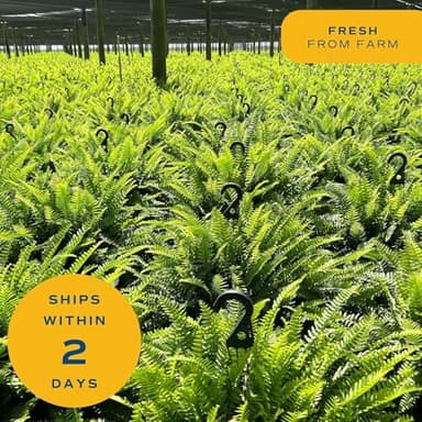 Costa Farms Kimberly Queen Fern Live Plant in Plastic Pot, Large Indoor & Outdoor Houseplant, Perfect for Home, Room, or Office Decor, Great House Warming or Birthday Gift, 2-3 Feet Tall - Image 8