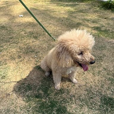 LWBMG Leather Dog Leash for Small Dogs 6ft, Heavy Duty Pet Lead, Soft Genuine Leather Leash for Small Medium Dogs（1/2" X 6', Green） - Image 6