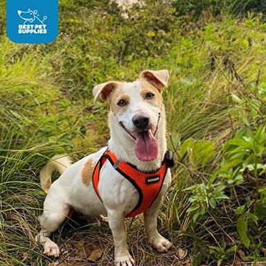 Best Pet Supplies Voyager Step-in Air Harness - All Weather Mesh, Reflective, No Pull Harness for Dogs, Cats - Secure with Hook & Loop Fastener, Buckle, Double D-Rings - Orange/Black Trim, XXXS - Image 8