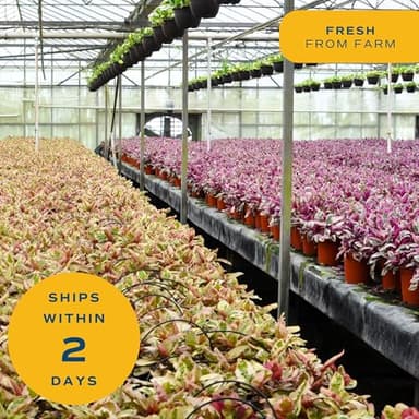 Costa Farms Parlor Palm, Neanthebella, Easy to Grow Houseplant Potted in Décor Plant Pot, Everyday Gift for Mom, For Wife, From Daughter, Son, Room or Home Decor, 1 Foot Tall - Image 6