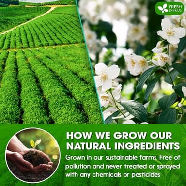 FreshDrinkUS, Premium 20 Tea Bags of Jasmine Green Tea, 100% Natural. Exquisite Flavor, Handpicked Leaves, Perfect for Tea Lovers. No Sugar, No Gluten, Vegan. - Image 4