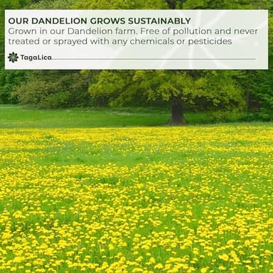 Tagalica, Premium 135 Dandelion Root Tea Bags, 100% Natural & Pure from Dandelion Root, Eco-Conscious Tea Bags, Herbal Tea. No Sugar, No Caffeine, No Gluten, Vegan - Image 5