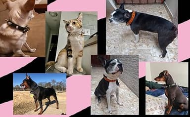 Spike Collar for Dogs,Female Male Studded Spiked Spikey Stud Rivet for xs Small Medium Large boy Girl cat Kitten pet Animal Puppy Red XS - Image 5