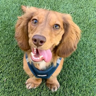 Voyager Step-in Air All Weather Mesh Harness and Reflective Dog 5 ft Leash Combo with Neoprene Handle, for Small, Medium and Large Breed Puppies by Best Pet Supplies - Set (Blue), S - Image 7