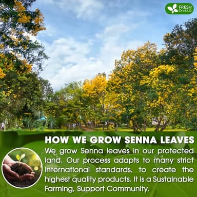 FreshDrinkUS, Premium 135 Senna Leaf Tea Bags for Constipation, Supports Your Cardiovascular System, 100% Natural & Pure. Loose Leaf Senna Herbal Tea, Made with Natural Material Tea Bags. Non GMO, No Sugar/ Caffeine/ Gluten, Vegan. - Image 5