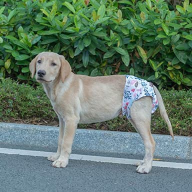 CuteBone Dog Diapers Female Washable Small Medium Large 3 Pack Reusable Doggie Diapers Puppy Period Pants for Doggy Heat Cycle Peeing D21M - Image 8