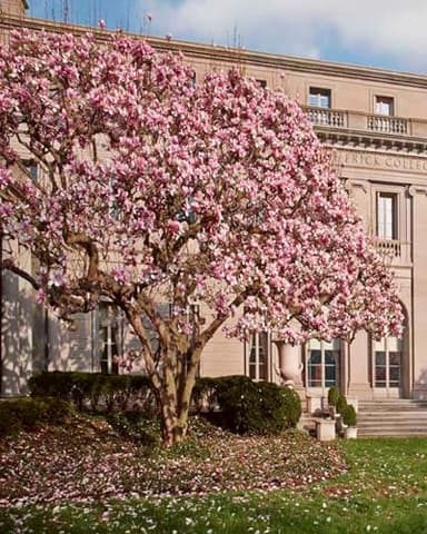 Manhattan Masters: Dutch Paintings from the Frick Collection - Image 6