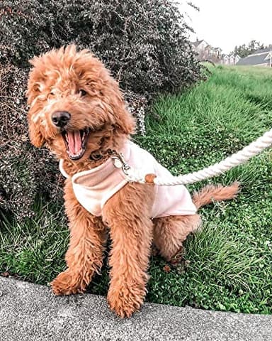 Gooby Fleece Vest Dog Sweater - Pumpkin, Small - Warm Pullover Fleece Dog Jacket with O-Ring Leash for Small to Medium Dogs - Image 6