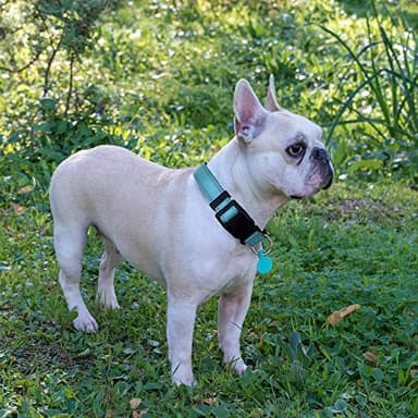 Ladoogo Reflective Dog Collar Padded with Soft Neoprene Breathable Adjustable Nylon Dog Collars for Small Medium Large Dogs (Medium (Pack of 1), Blue Collar+Leash) - Image 4