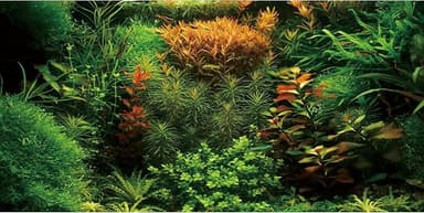 AWERT 24x12 inches Aquarium Background Seagrass Aquarium Background Aquatic Plant River Bed & Lake Fish Tank Background Vinyl Background - Image 1